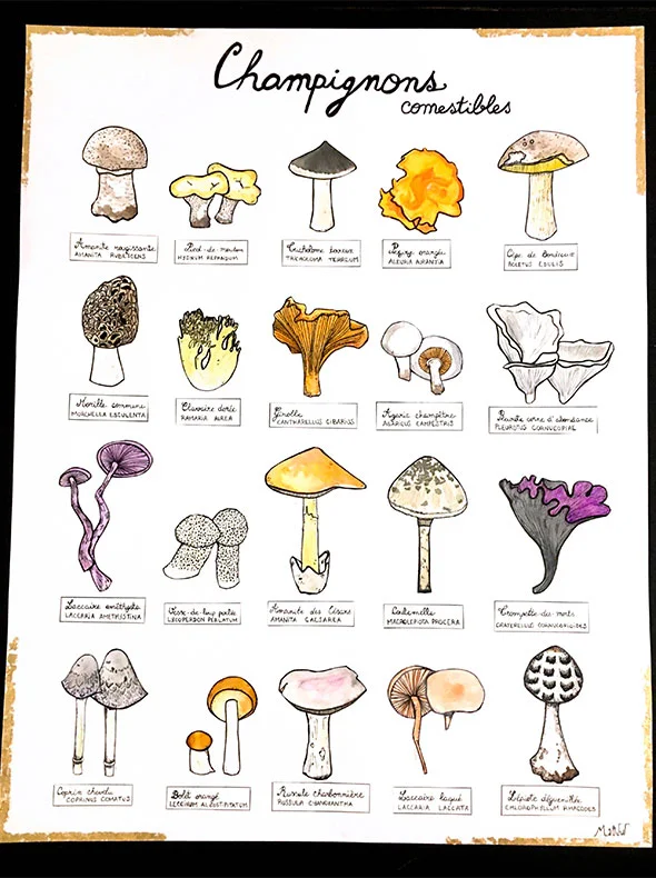 Affiche avec une illustration des champignons