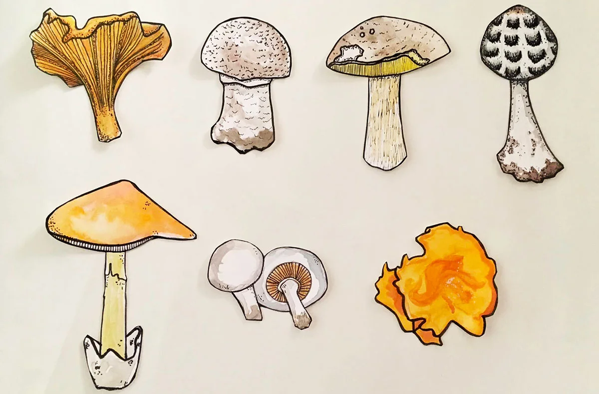 illustrations de champignons