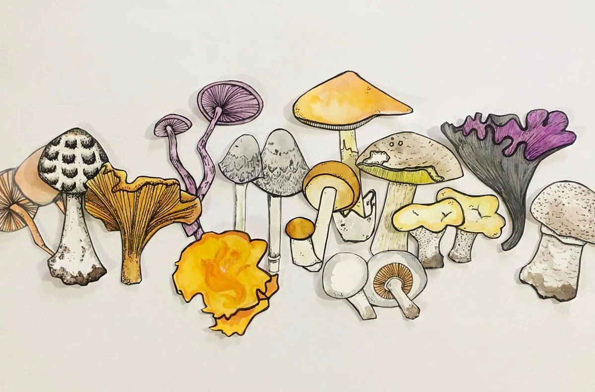 illustrations de champignons de l'illustratrice